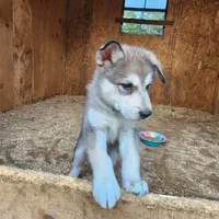 Odin, a male Native American Indian Dog for sale in Shaftsbury, VT – Photo 4 of 7