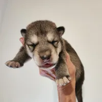 Odin, a male Native American Indian Dog for sale in Shaftsbury, VT – Photo 6 of 7