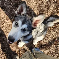 Odin, a male Native American Indian Dog for sale in Shaftsbury, VT – Photo 1 of 7