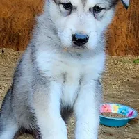 Odin, a male Native American Indian Dog for sale in Shaftsbury, VT – Photo 5 of 7