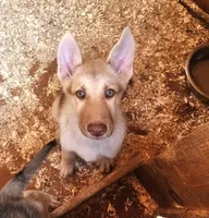 Blonde, a female Native American Indian Dog for sale in Shaftsbury, VT – Photo 6 of 6