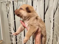 Blonde, a female Native American Indian Dog for sale in Shaftsbury, VT – Photo 4 of 6