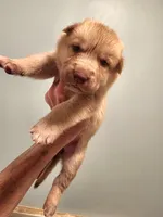 Blonde, a female Native American Indian Dog for sale in Shaftsbury, VT – Photo 5 of 6