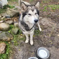 Ezra, a male Native American Indian Dog for sale in Shaftsbury, VT – Photo 1 of 2