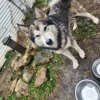 Ezra, a male Native American Indian Dog for sale in Shaftsbury, VT – Photo 2 of 2