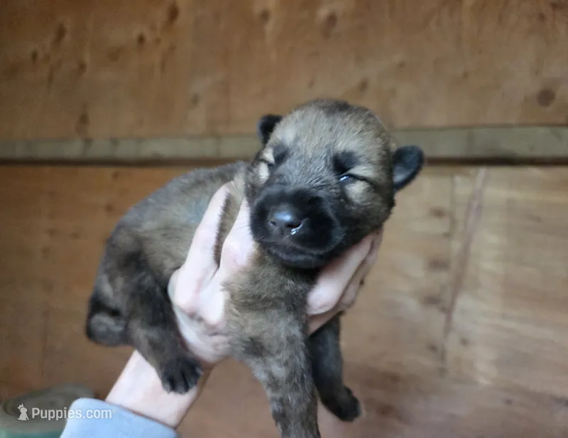 Sunshine  – Native American Indian Dog puppy for sale in Shaftsbury, VT