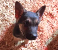 Big Black, a male Native American Indian Dog for sale in Shaftsbury, VT – Photo 2 of 3