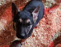 Big Black, a male Native American Indian Dog for sale in Shaftsbury, VT – Photo 1 of 3
