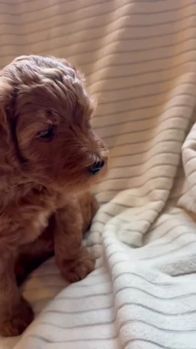 Cherry, a female Miniature Bernedoodle for sale in Copenhagen, NY – 4 of 7