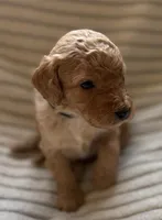 Elm , a male Miniature Bernedoodle for sale in Copenhagen, NY – Photo 2 of 2