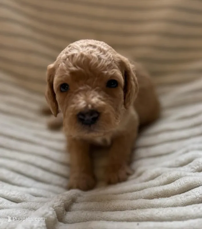 Elm  – Miniature Bernedoodle puppy for sale in Copenhagen, NY