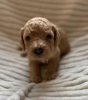 Elm , a male Miniature Bernedoodle for sale in Copenhagen, NY – Photo 1 of 2