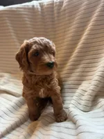 Cherry, a female Miniature Bernedoodle for sale in Copenhagen, NY – 2 of 7