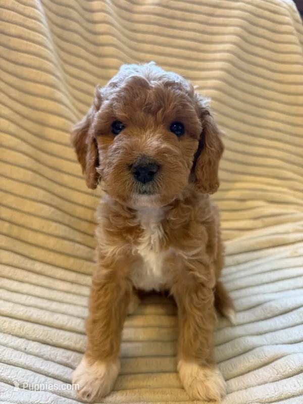Spruce – Miniature Bernedoodle puppy for sale in Copenhagen, NY