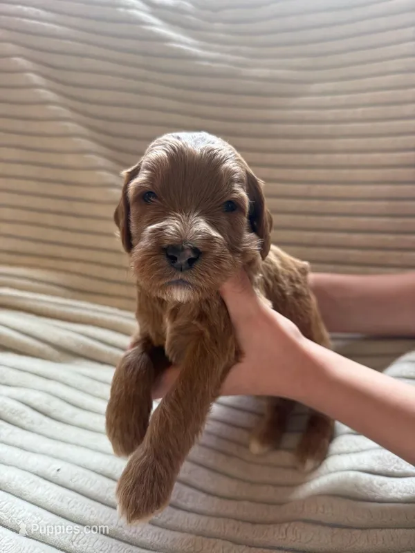 Oak – Miniature Bernedoodle puppy for sale in Copenhagen, NY