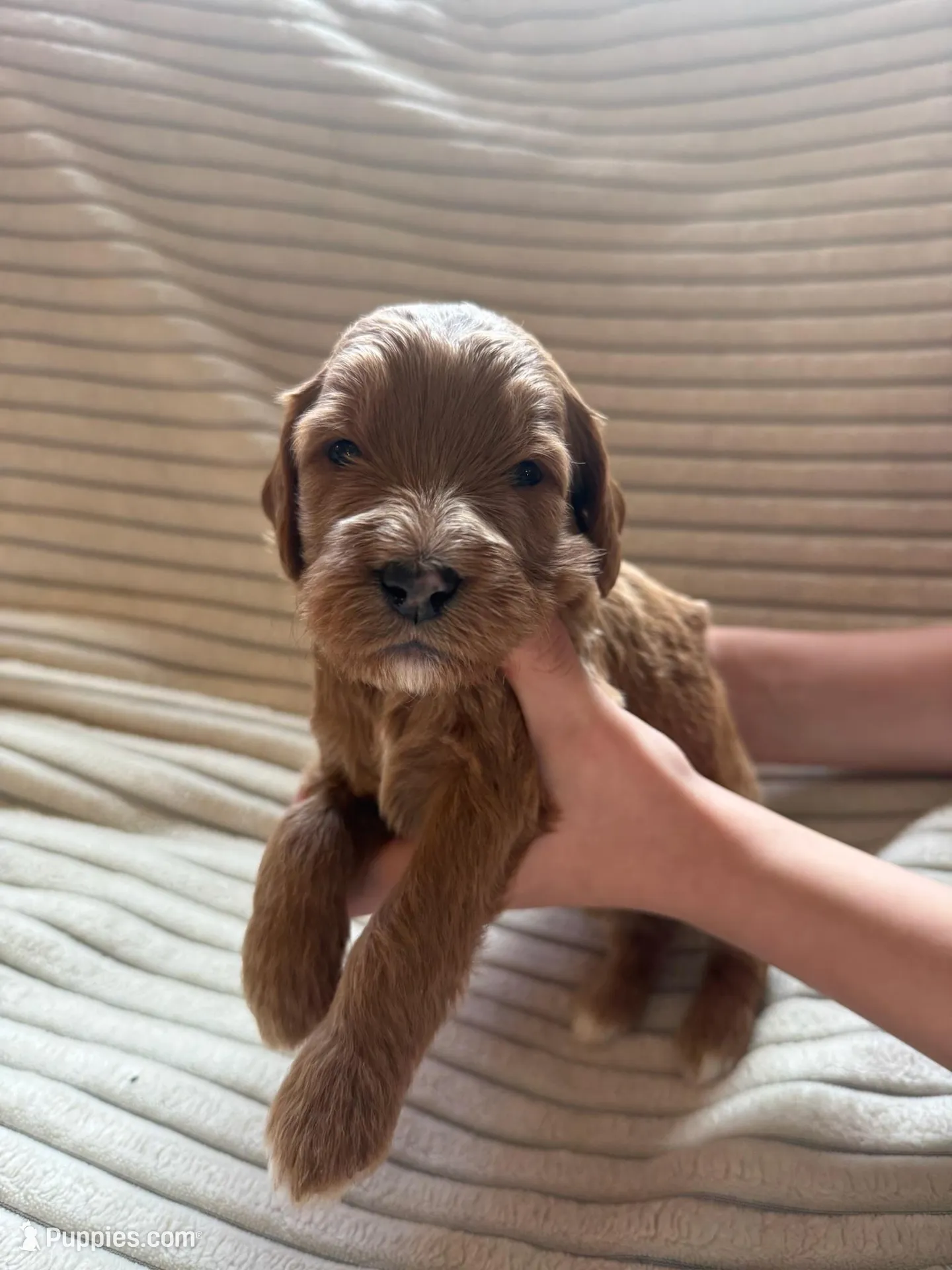 Oak, a male Miniature Bernedoodle for sale in Copenhagen, NY – Photo 1 of 2