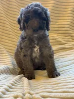 Willow, a female Miniature Bernedoodle for sale in Copenhagen, NY – 2 of 6