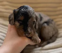 Maple, a female Miniature Bernedoodle for sale in Copenhagen, NY – Photo 2 of 3
