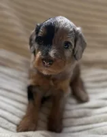 Maple, a female Miniature Bernedoodle for sale in Copenhagen, NY – Photo 1 of 3