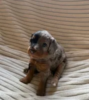 Maple, a female Miniature Bernedoodle for sale in Copenhagen, NY – Photo 3 of 3