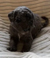 Willow, a female Miniature Bernedoodle for sale in Copenhagen, NY – Photo 2 of 3