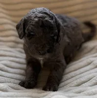 Willow, a female Miniature Bernedoodle for sale in Copenhagen, NY – Photo 3 of 3