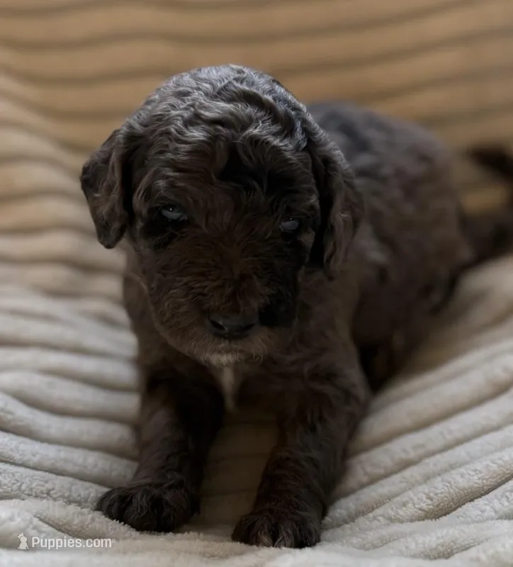 Willow – Miniature Bernedoodle puppy for sale in Copenhagen, NY
