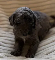 Willow, a female Miniature Bernedoodle for sale in Copenhagen, NY – Photo 1 of 3