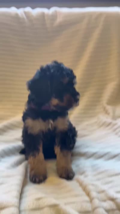 Aspen, a female Miniature Bernedoodle for sale in Copenhagen, NY – 7 of 7