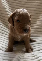 Hickory, a male Miniature Bernedoodle for sale in Copenhagen, NY – Photo 1 of 3