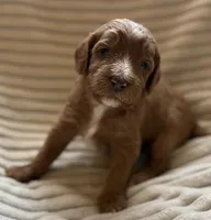 Hickory, a male Miniature Bernedoodle for sale in Copenhagen, NY – Photo 2 of 3