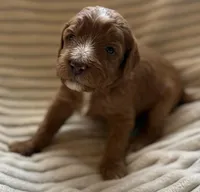Hickory, a male Miniature Bernedoodle for sale in Copenhagen, NY – Photo 3 of 3