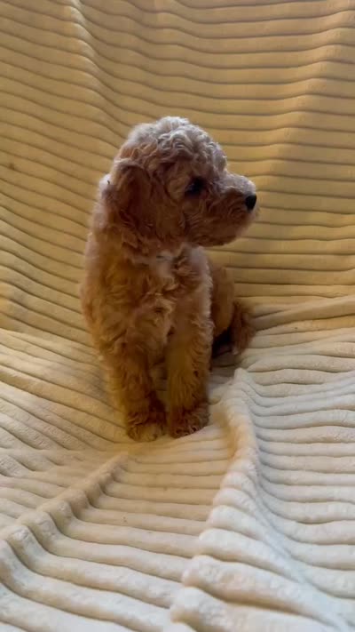 Spruce, a male Miniature Bernedoodle for sale in Copenhagen, NY – 2 of 5