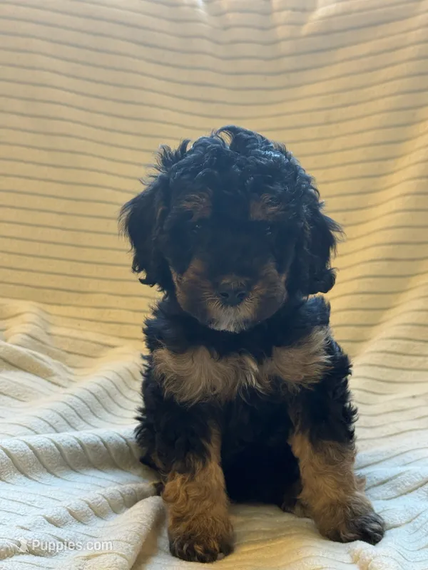 Aspen – Miniature Bernedoodle puppy for sale in Copenhagen, NY