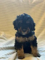 Aspen, a female Miniature Bernedoodle for sale in Copenhagen, NY – 1 of 7