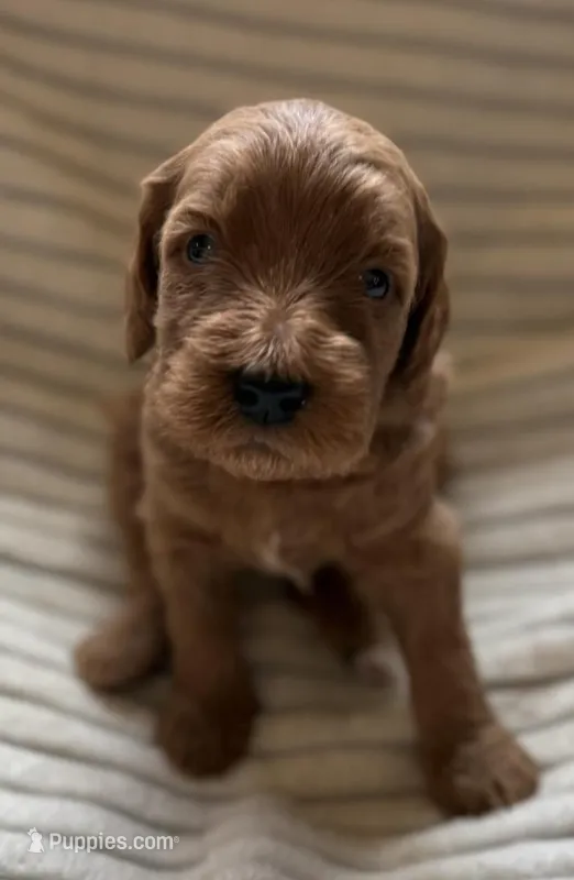 Cherry – Miniature Bernedoodle puppy for sale in Copenhagen, NY