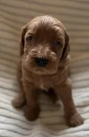 Cherry, a female Miniature Bernedoodle for sale in Copenhagen, NY – Photo 1 of 3
