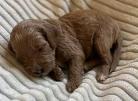 Cherry, a female Miniature Bernedoodle for sale in Copenhagen, NY – Photo 3 of 3