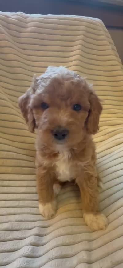 Spruce, a male Miniature Bernedoodle for sale in Copenhagen, NY – 3 of 5