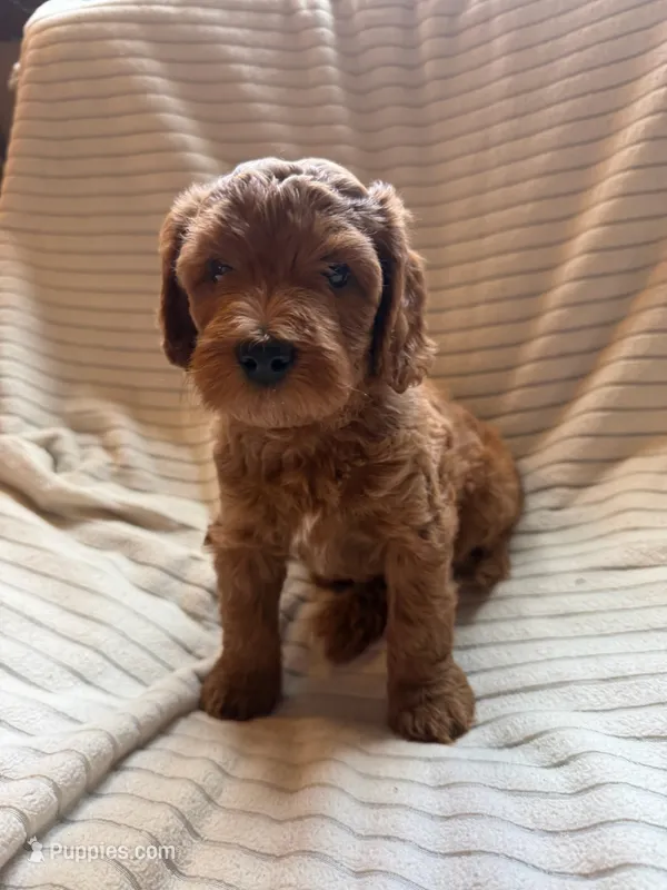 Cherry – Miniature Bernedoodle puppy for sale in Copenhagen, NY