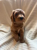 Cherry, a female Miniature Bernedoodle for sale in Copenhagen, NY – 3 of 7