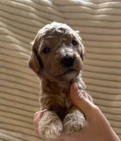 Spruce, a male Miniature Bernedoodle for sale in Copenhagen, NY – Photo 2 of 2