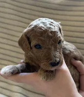 Spruce, a male Miniature Bernedoodle for sale in Copenhagen, NY – Photo 1 of 2
