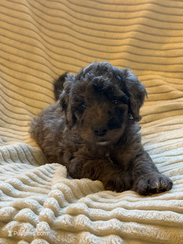Willow – Miniature Bernedoodle puppy for sale in Copenhagen, NY