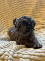 Willow, a female Miniature Bernedoodle for sale in Copenhagen, NY – 1 of 6