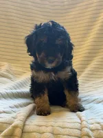 Aspen, a female Miniature Bernedoodle for sale in Copenhagen, NY – 2 of 7