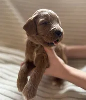 Oak, a male Miniature Bernedoodle for sale in Copenhagen, NY – Photo 2 of 2