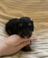 Aspen, a female Miniature Bernedoodle for sale in Copenhagen, NY – Photo 3 of 4