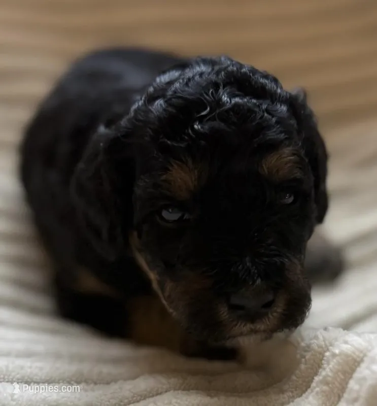 Aspen – Miniature Bernedoodle puppy for sale in Copenhagen, NY