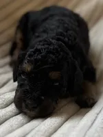 Aspen, a female Miniature Bernedoodle for sale in Copenhagen, NY – Photo 2 of 4